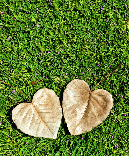 Listy na zelené trávě — Stock fotografie