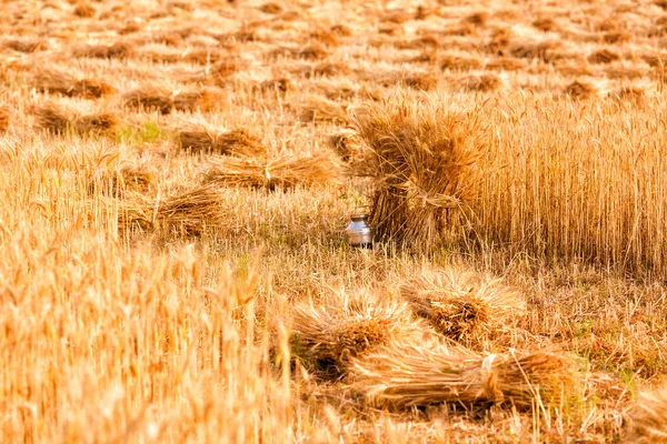 小麦麦捆 — 图库照片