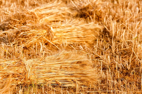 Sheaves buğday — Stok fotoğraf