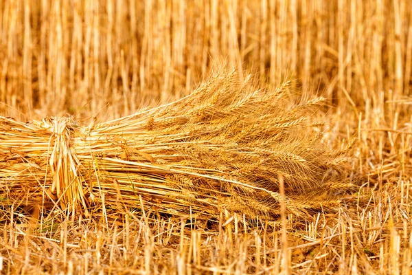 Snopy pšenice, zralé — Stock fotografie