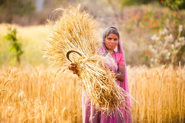 Kvinnan i Indien skörd vete — Stockfoto