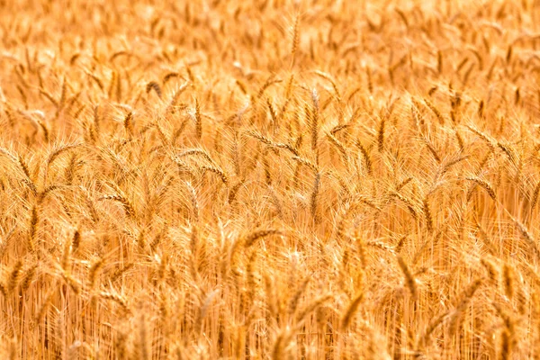 Veld met prachtige gouden spikelets — Stockfoto