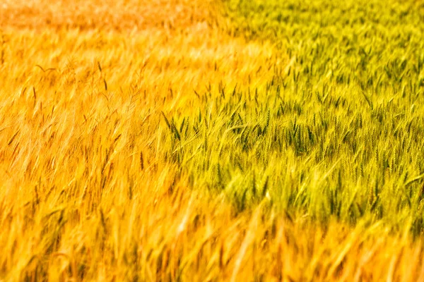 Fält med guld och gröna spikelets — Stockfoto