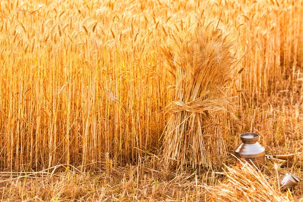 成熟的小麦麦捆 免版税图库照片