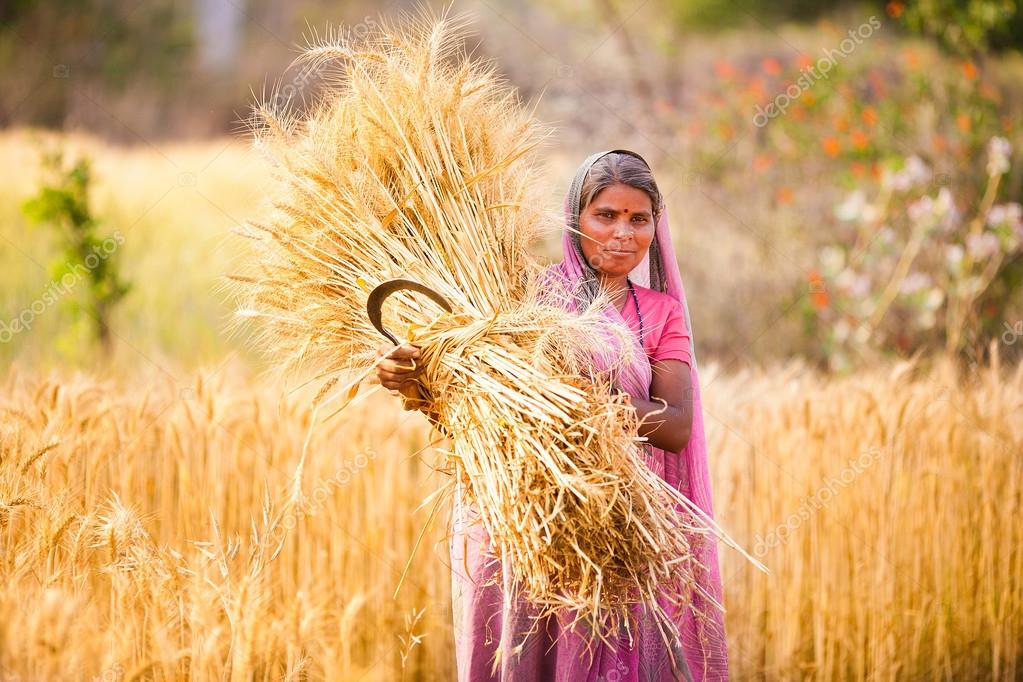 Woman in India harvest wheat – Stock Editorial Photo © stahov #25479319