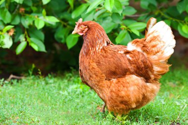 Hen biofarm içinde