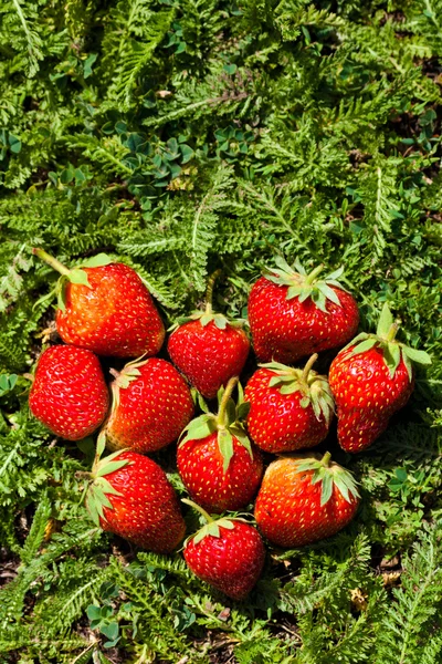 Erdbeere in Herzform — Stockfoto