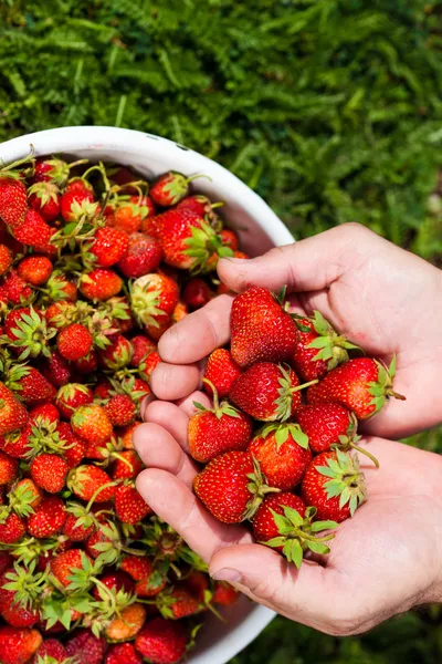 Fresh picked strawberries in hand — Stock Photo, Image