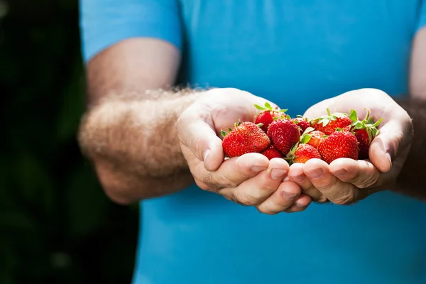 Hands of senior man with strawberry — Stock Photo, Image