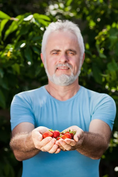 Hands of senior man with strawberry — Stock Photo, Image