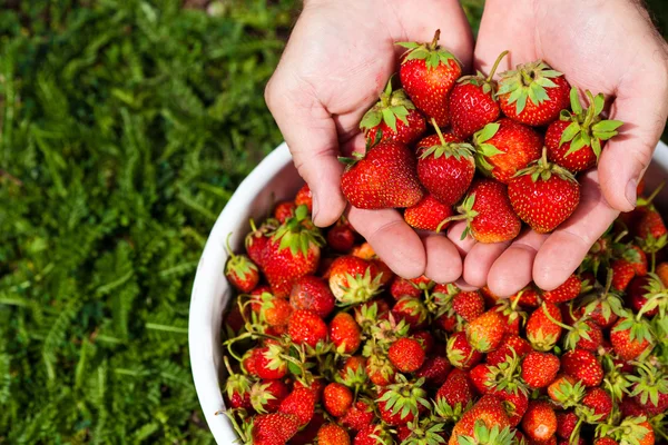 Fresh picked strawberries in hand Royalty Free Stock Images