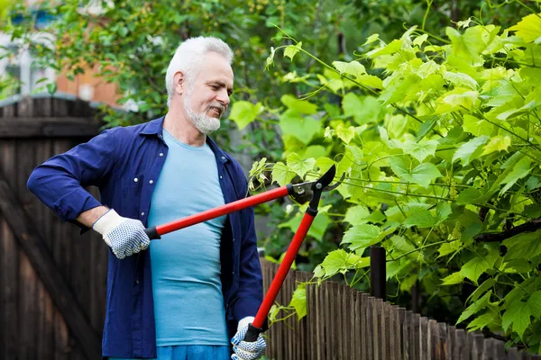 Portret van senior man tuinman snoeien een hedge — Stockfoto