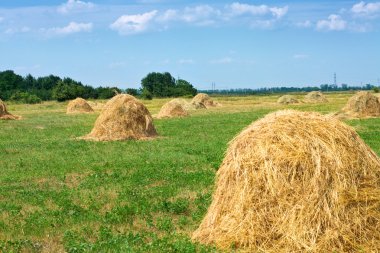 Hayfield
