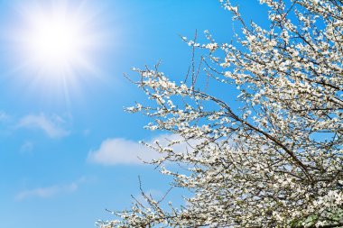 Mavi gökyüzü kiraz çiçekleri