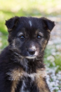 komik köpek