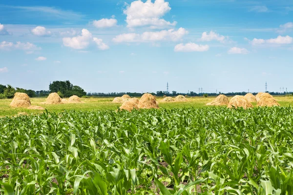 Mısır alan ve bulutlu gökyüzü