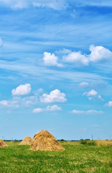 Hayfield — Stock Photo, Image