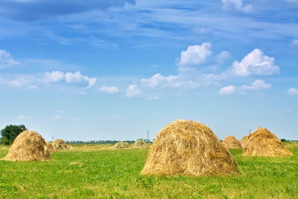 Hayfield — Stock Photo, Image