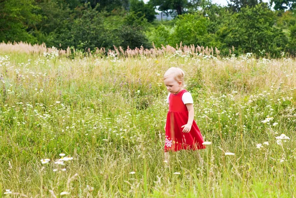 Dítě v louce — Stock fotografie