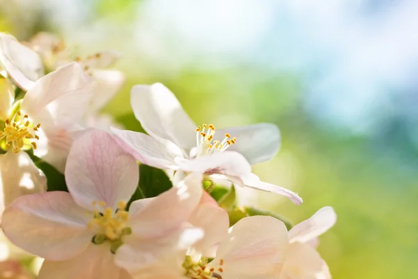 Blommor av vilda apple — Stockfoto