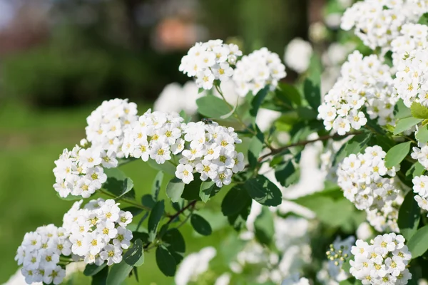 erkeçsakalı Bahçe