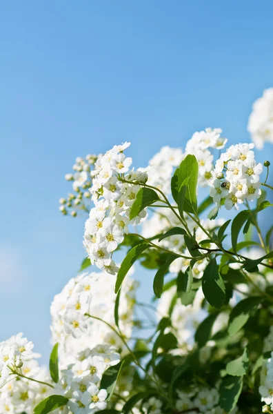 erkeçsakalı çiçekler