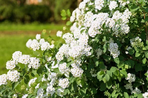 Spirea en un jardín —  Fotos de Stock