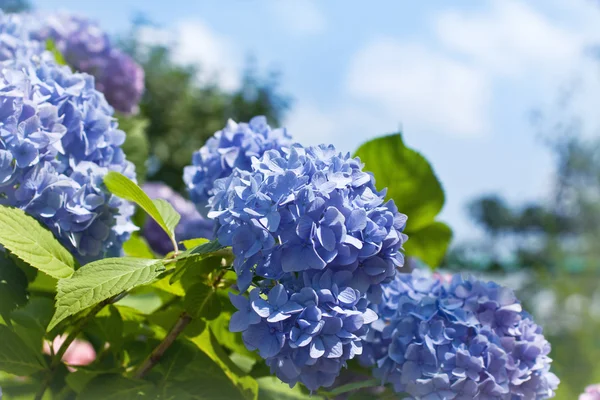 Fleurs d'hortensia bleues Image En Vente