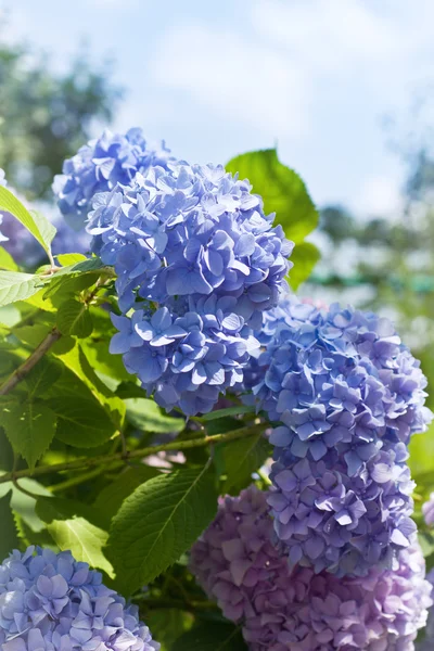 Fleurs d'hortensia bleues Images De Stock Libres De Droits