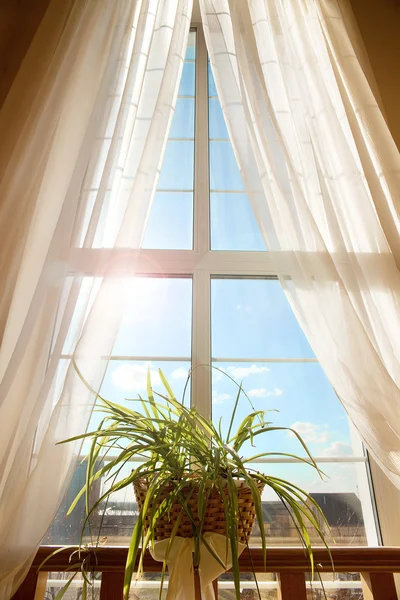 Flower and window — Stock Photo, Image