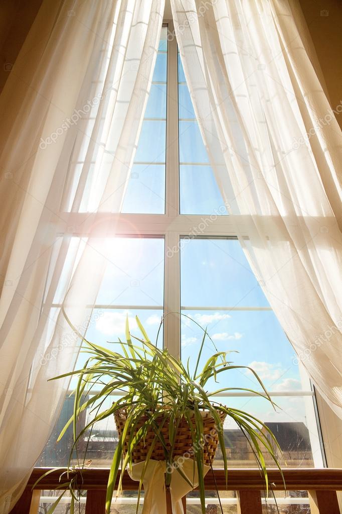 flower and window