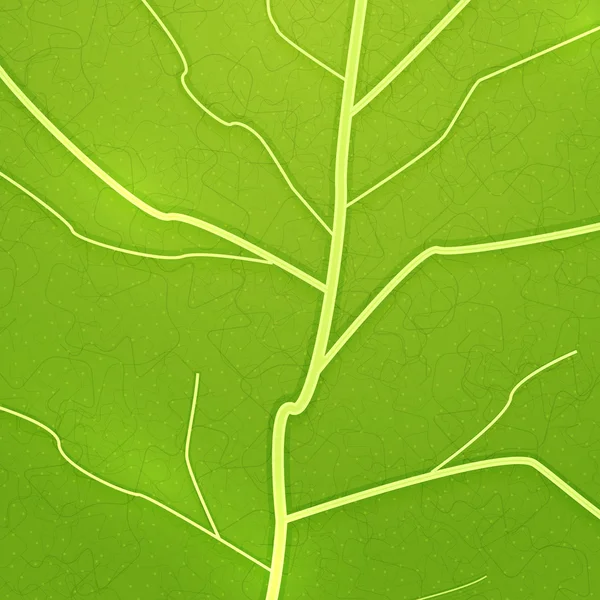 Vector fresh green leaf texture — Stock Vector