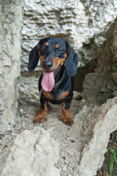 Dachshund — Stok fotoğraf