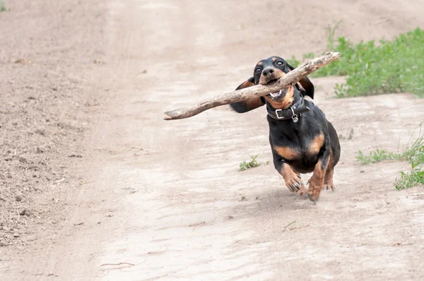 Dachshund — Stok fotoğraf