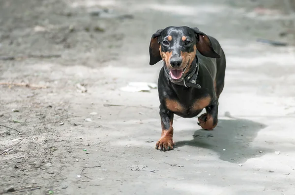 Dachshund — Stok fotoğraf