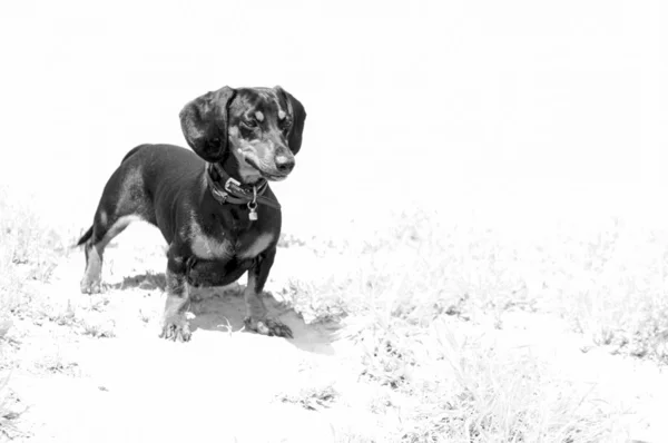 Dachshund. — Fotografia de Stock