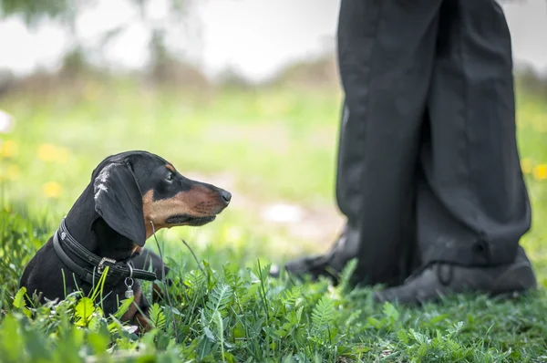 Dachshund — Stok fotoğraf