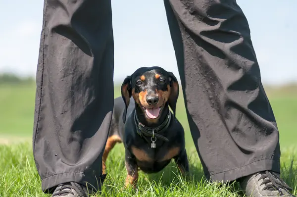 Dachshund — Stok fotoğraf