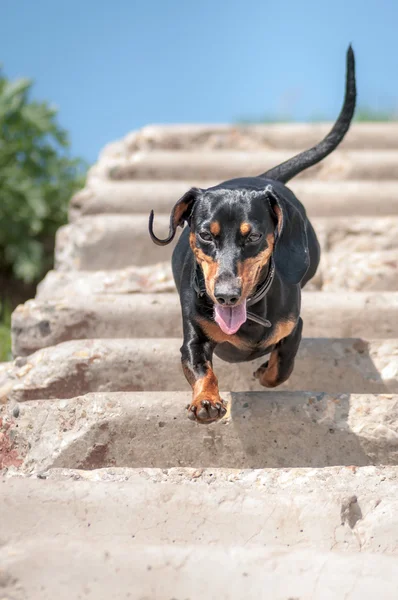 Dachshund. —  Fotos de Stock