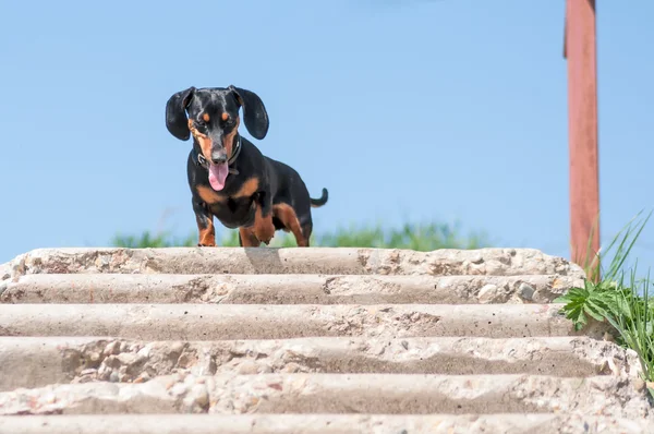 Dachshund — Stok fotoğraf