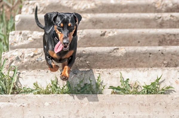 Dachshund — Stok fotoğraf