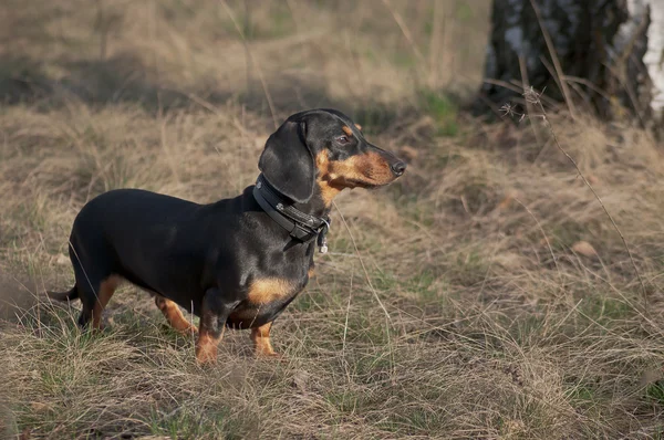 Dachshund — Stok fotoğraf