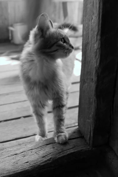 Witte kat — Stockfoto