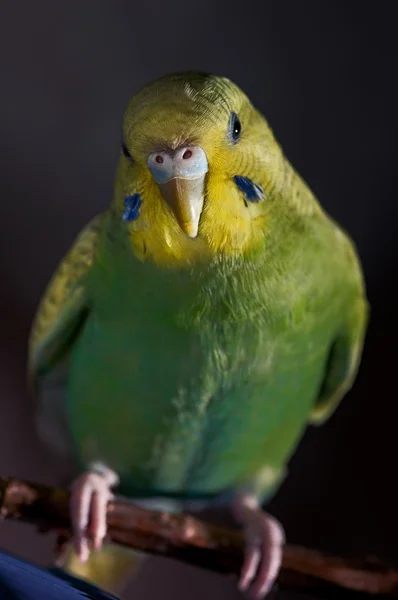 Parrot — Stock Photo, Image