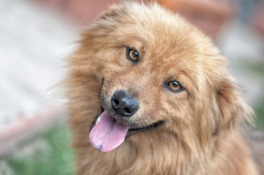 değil safkan köpekler