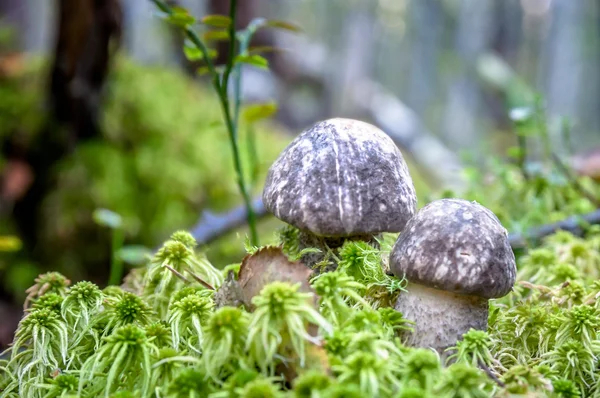 Svamp i skogen — Stockfoto