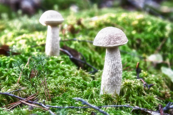 White fungus growing in the forest — Stock Photo, Image