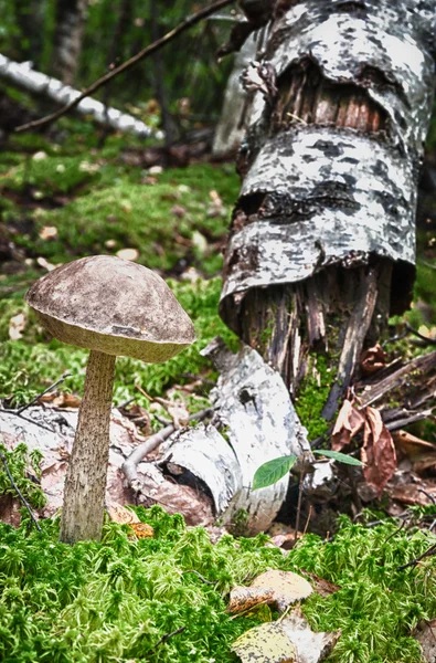 Boletus edulis — Foto de Stock