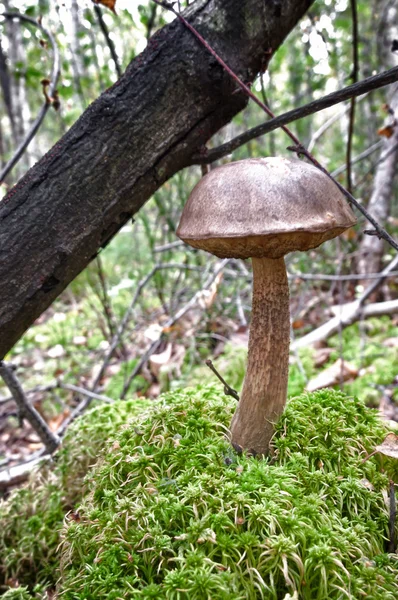 Boletus edulis — Foto de Stock