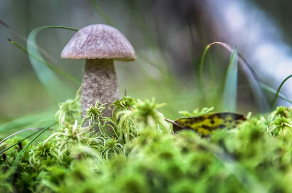 Boletus edulis — Foto de Stock